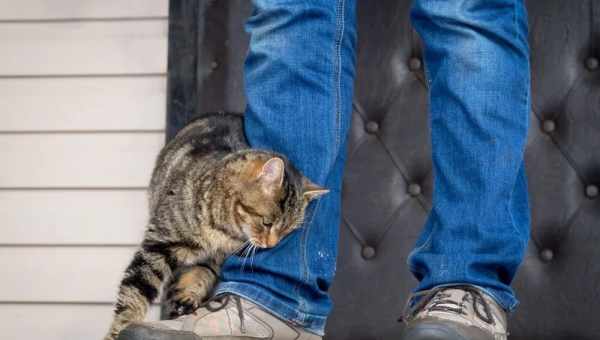 Навіщо кішки труться головою об господаря? Дивовижні факти про котяче царство, які буде цікаво дізнатися кожному