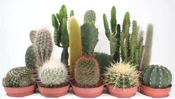 Кактус композитум (Cactus compositum)