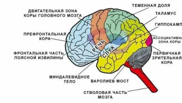 ЕЕГ головного мозку у дітей. Підготовка