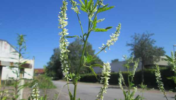 Мелілотус-Гомаккорд (Melilotus-Homaccord)