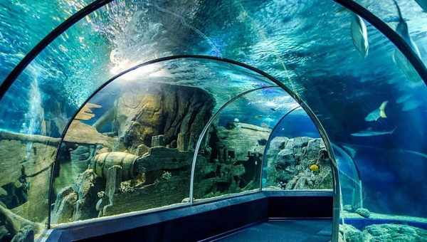 Океанаріум Sochi Discovery World Aquarium