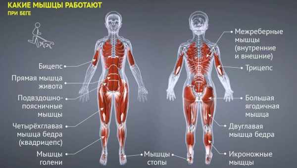 5 варіантів динамічної планки на всі групи м'язів