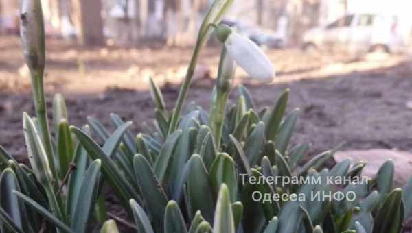 Від аномальної спеки зацвіли проліски