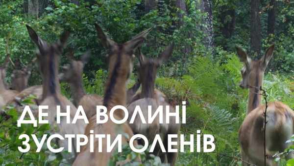 120 оленів у США вбили токсичні водорості?