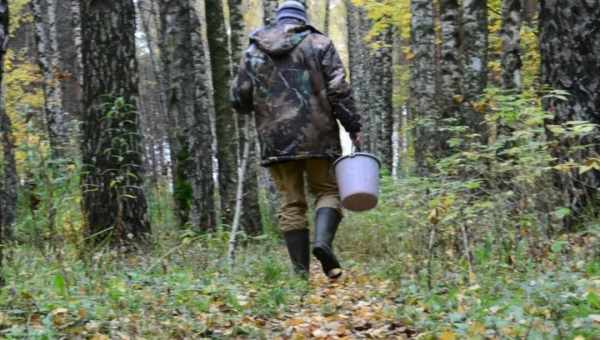 На Таганаї в Златоусті невідомою рукою викосило кілометри лісу