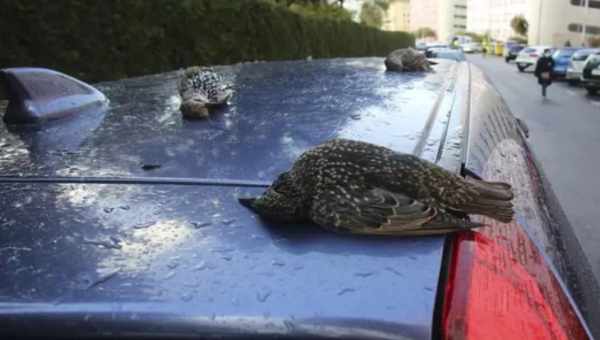 В Одеській області з неба замертво впала зграя скворців