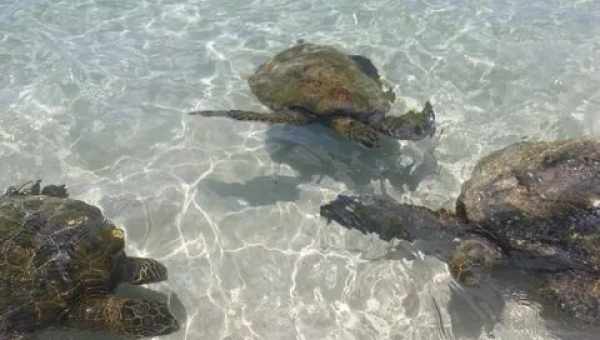 На березі Амура знайшли величезну екзотичну черепаху