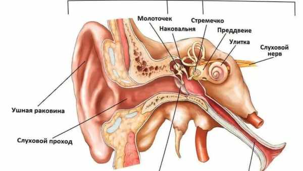 Вуха подвійна