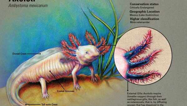 Аксолотль: хто це такий, види, розміри і зміст