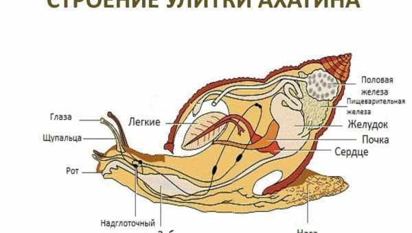 Скільки років живуть равлики ахатини і від чого це залежить?