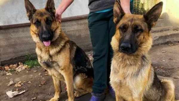 Опис і зміст цуценяти німецької вівчарки в 1 місяць