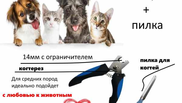 Розчіски для собак: різноманітність видів і особливості вибору