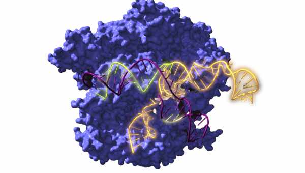 Нанокомплекси з CRISPR полегшили симптоми хвороби Альцгеймера у мишей