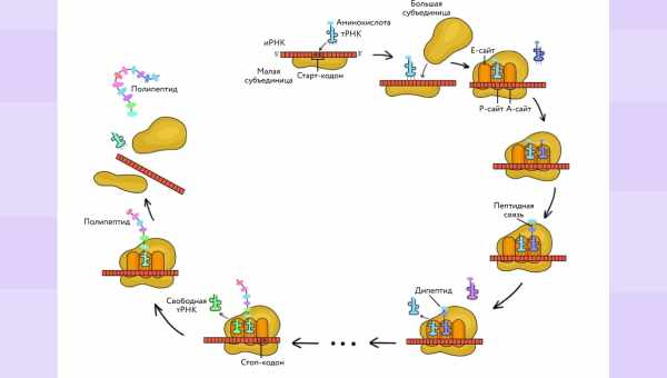 Синтез пептида пройшов на двох ланцюгах РНК без участі рибосоми