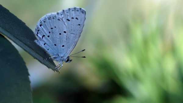 Твік ButterflyEffect додає метеликів на заблокований і домашній екран