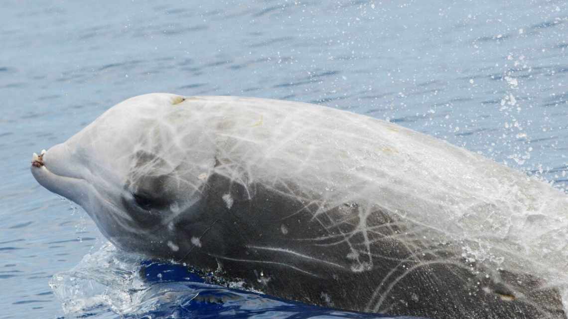 Клюворил провів під водою рекордні три години сорок дві хвилини