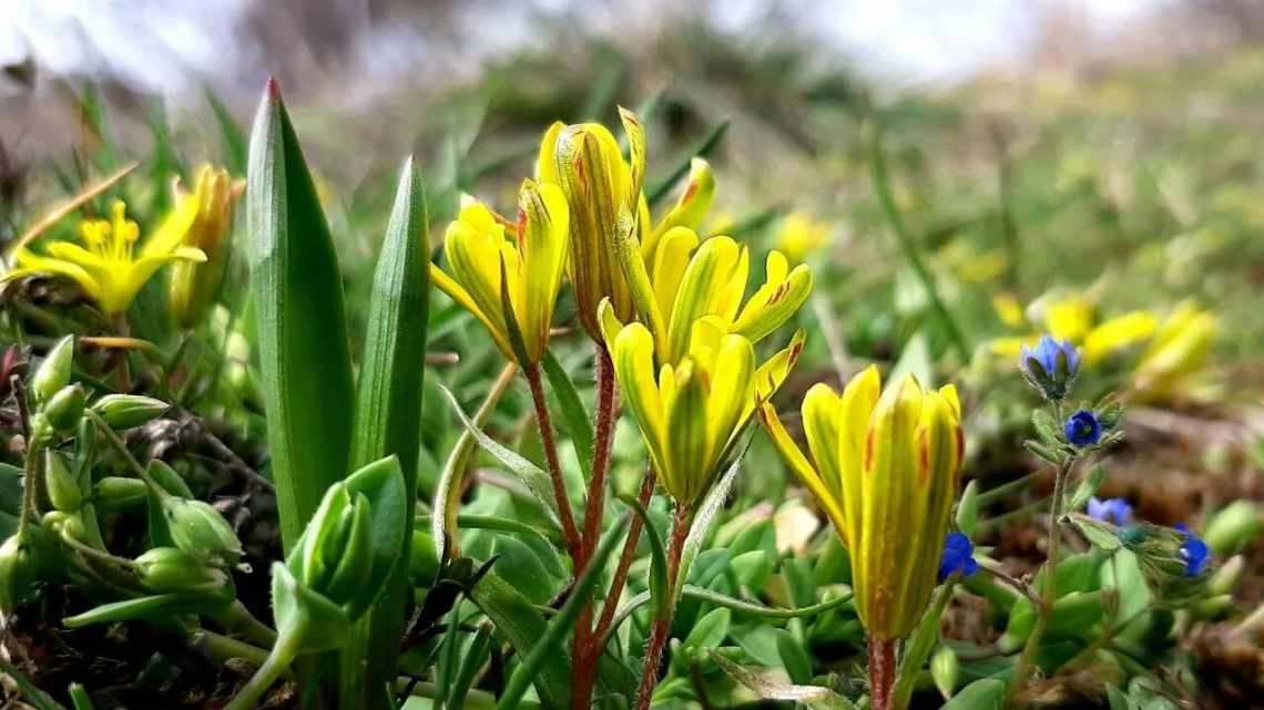 Біологи показали «проривання» рота біля гідр