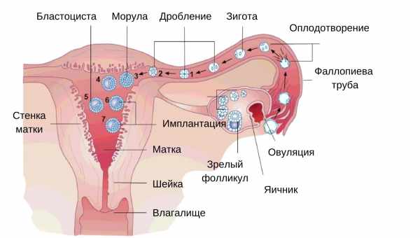 Овуляція після місячних - через скільки днів настає? Дізнайтеся, як правильно розрахувати дні овуляції після місячних.