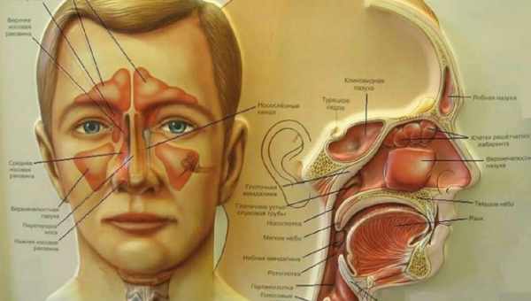 Запалення пазух носа причини і симптоми. Ефективне та безпечне лікування під час запалення пазух носа