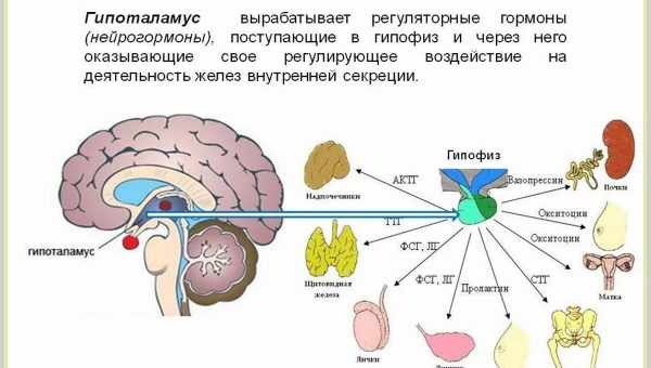 Окситоцин визначає відмінності між чоловіками і жінками в соціальному сприйнятті