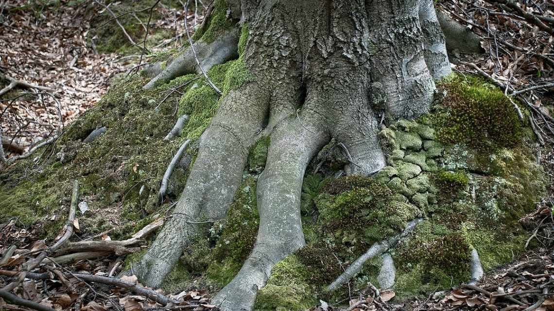 Коріння гуманістичного підходу