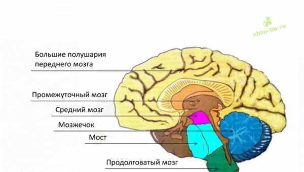 Зорова кора головного мозку сліпих людей зайнялася обробкою мови