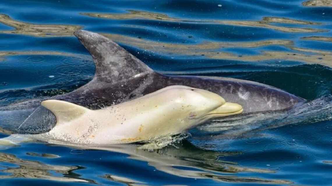 Губки перетворили самців індійських афалін на партнерів по полюванню