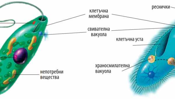 Клітина-кіборг: Мистецтво творити організми