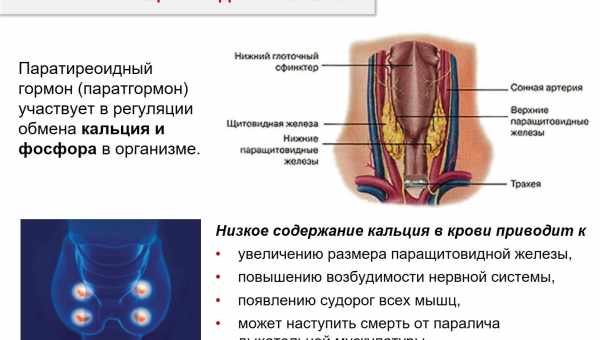 Смакові рецептори людини адаптуються до рівня споживання солі