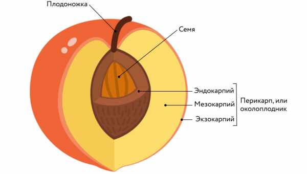 Розміри пледів і покривав