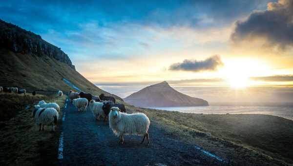 Google Sheep View