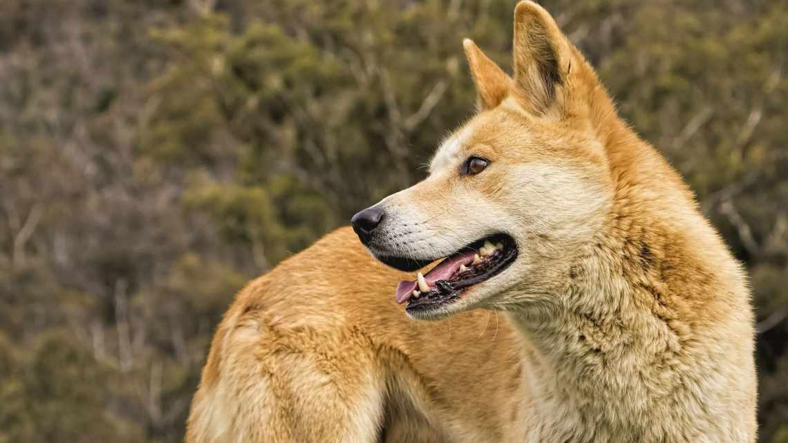 Яд зробив дінго більшим