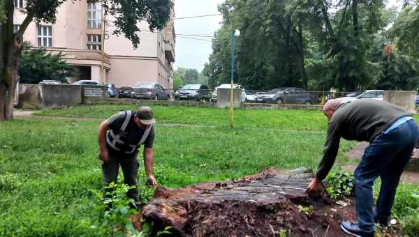 Екологи виявили першого за два роки дитинча північного гладкого кита