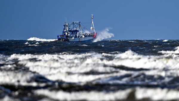 У Північному морі виловили двоголову морську свиню