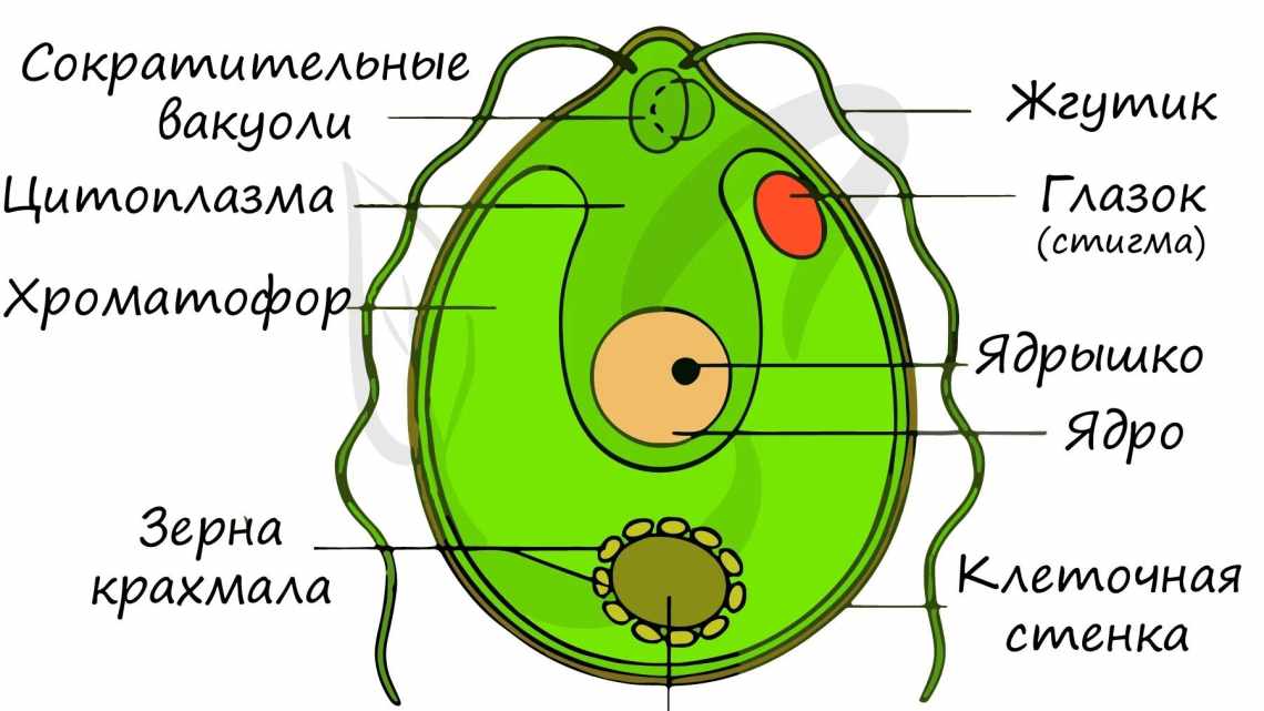 Відомого клітинного біолога звинуватили у фальсифікації результатів