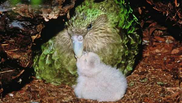 Какапо: як виглядає найтовстіший і наймиліший папуга у світі