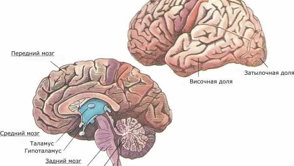 5 функцій, які мозок виконує під час сну