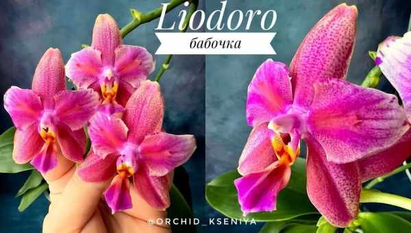 Орхідея ліодоро