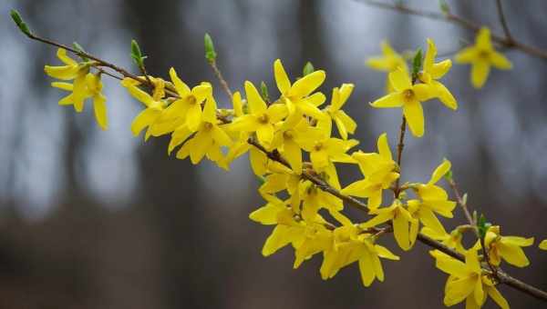 Форзиція посадка і відхід у відкритому ґрунті