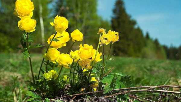 Купальниця квітки