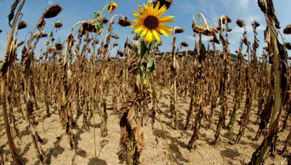 У Південній Африці посуха знизила урожай кукурудзи