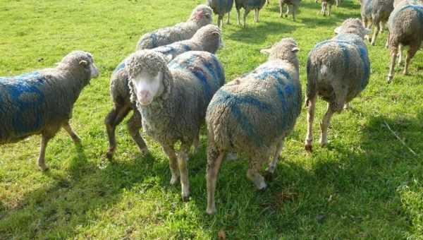 Національна асоціація овець Великобританії нагадує про високі стандарти