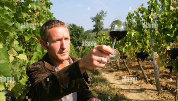 Виноробство - одна з найбільш швидкозростаючих галузей у сільгоспсекторі Великобританії