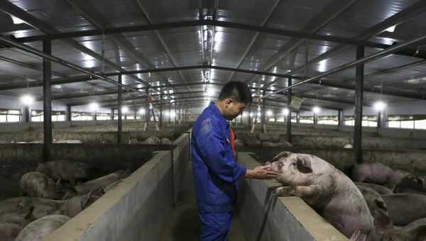 Китай зобов'язав виробників свинини отримати сертифікації, що підтверджують відсутність АЧС у їх продукції