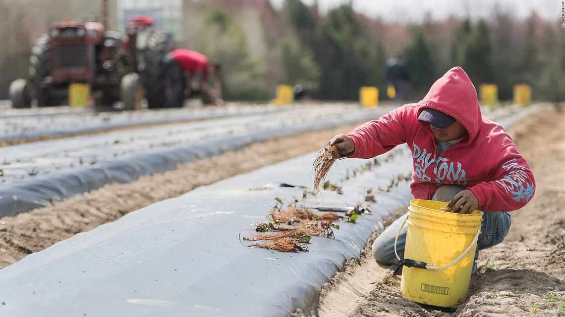 Канада обіцяє допомогу фермерам, які постраждали від китайської заборони на імпорт насіння олійних культур