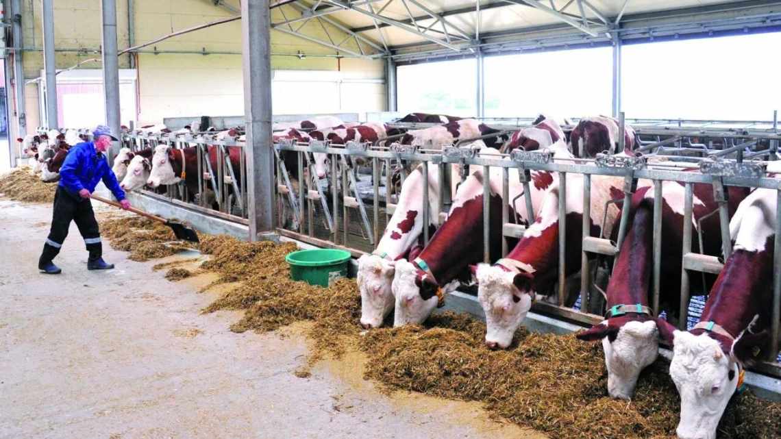 Вакансія на молочній фермі в Саудівській Аравії
