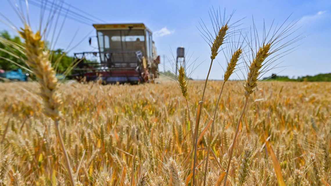 В ЄС пшениця в ціні впала до майже двотижневого мінімуму