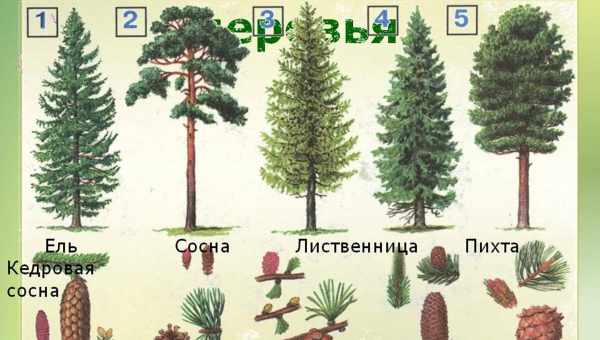 Різноманітність видів сьогодні не більше, ніж у минулому